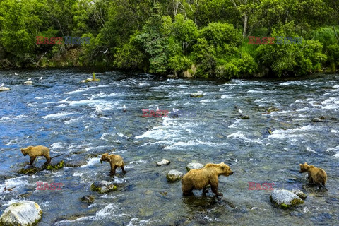 Design Pics/Alaska Stock Images