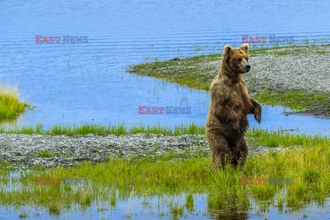 Design Pics/Alaska Stock Images