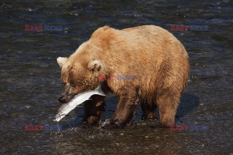 Design Pics/Alaska Stock Images