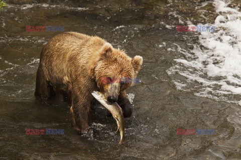 Design Pics/Alaska Stock Images