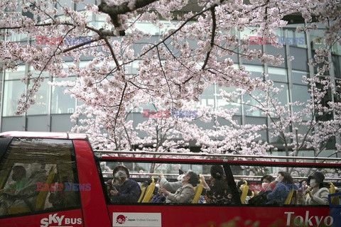 Kwitnące wiśnie w Tokio