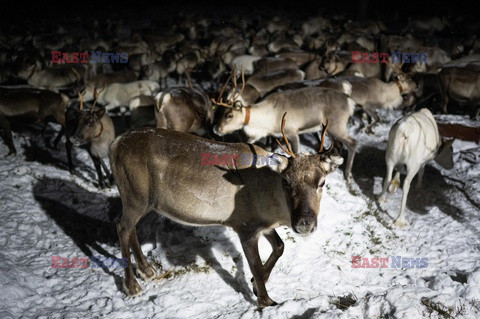 Hodowla reniferów w Laponii - AFP