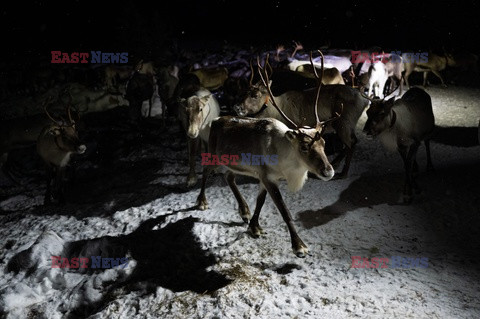 Hodowla reniferów w Laponii - AFP