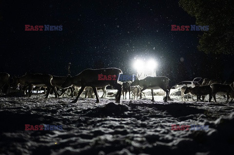 Hodowla reniferów w Laponii - AFP