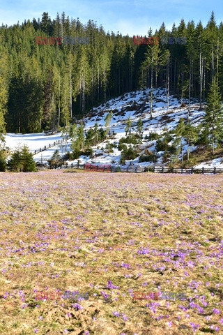 Polskie Tatry Albin Marciniak