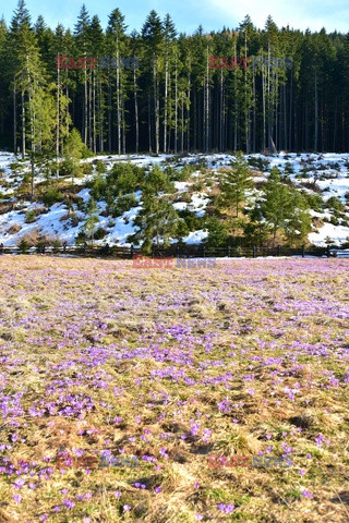 Polskie Tatry Albin Marciniak