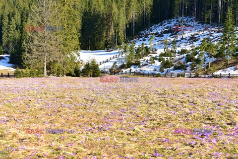 Polskie Tatry Albin Marciniak