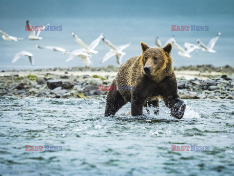 Design Pics/Alaska Stock Images