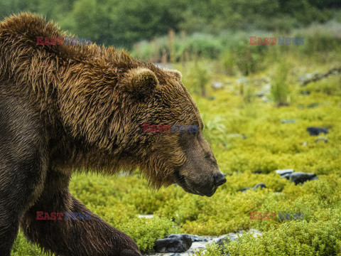 Design Pics/Alaska Stock Images