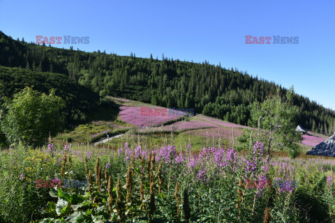 Polskie Tatry Albin Marciniak