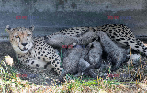 Młode gepardziątka w stuttgardzkim zoo