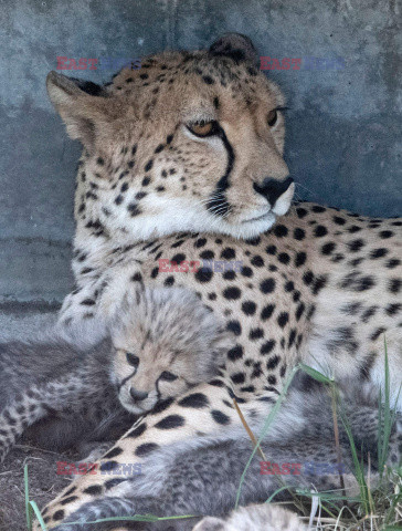 Młode gepardziątka w stuttgardzkim zoo