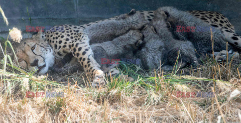 Młode gepardziątka w stuttgardzkim zoo