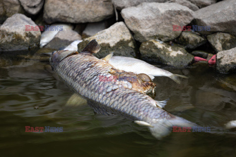 Śnięte ryby w Odrze