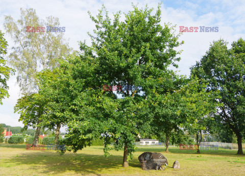 Wielkopolska Marek Bazak