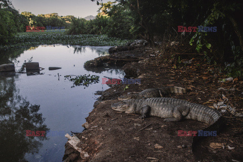 Aligatory w Rio de Janeiro - Agence VU