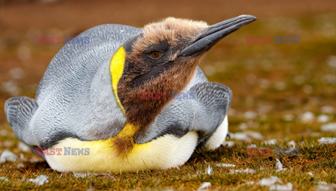 Pingwiny królewskie z Falklandów podczas pierzenia