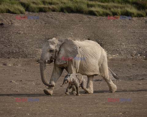 Słoniątko z matką