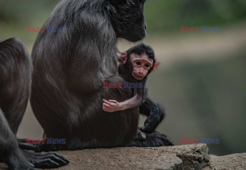 W zoo w Chester urodził się makak czubaty Sulawesi