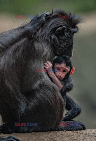 W zoo w Chester urodził się makak czubaty Sulawesi