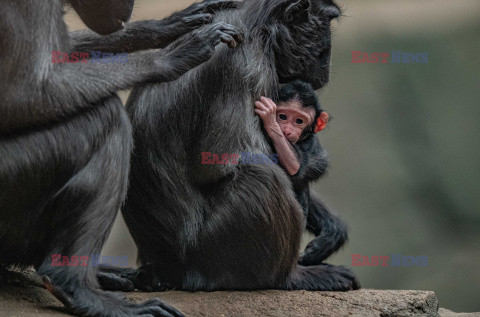 W zoo w Chester urodził się makak czubaty Sulawesi