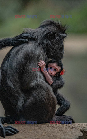 W zoo w Chester urodził się makak czubaty Sulawesi