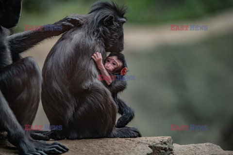 W zoo w Chester urodził się makak czubaty Sulawesi