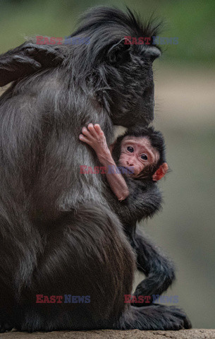 W zoo w Chester urodził się makak czubaty Sulawesi