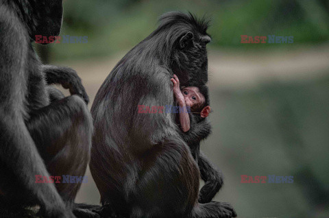 W zoo w Chester urodził się makak czubaty Sulawesi