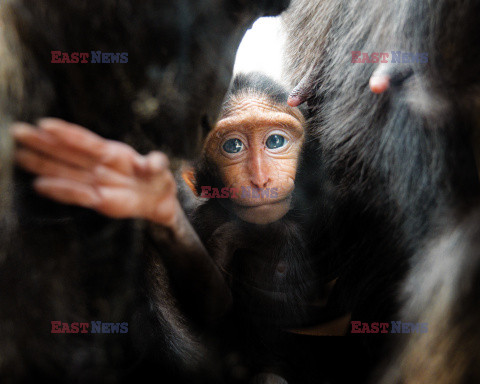 W zoo w Chester urodził się makak czubaty Sulawesi