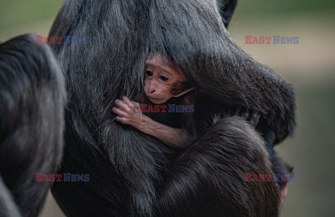 W zoo w Chester urodził się makak czubaty Sulawesi