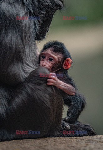 W zoo w Chester urodził się makak czubaty Sulawesi