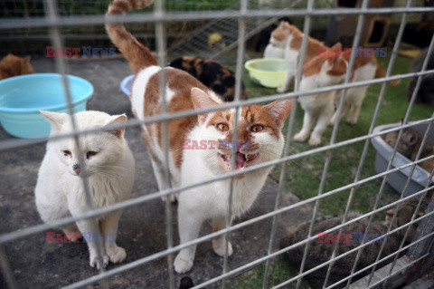 Koty uratowane przed zjedzeniem w Chinach