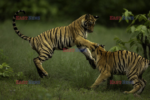 Walka tygrysów