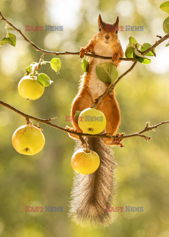 Wiewiórka je jabłko