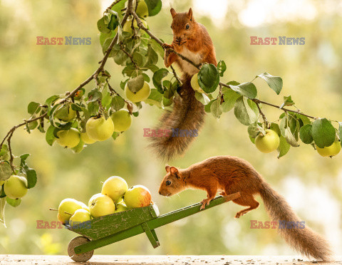 Wiewiórka je jabłko
