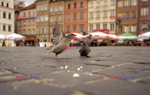 Reporter Poland 2007