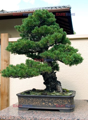 Bonsai