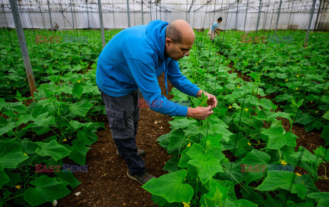 Izrael - uprawy w cieniu wojny - AFP