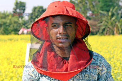Zbiory miodu w Bangladeszu