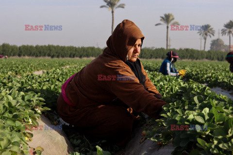 Zbiory truskawek w Egipcie
