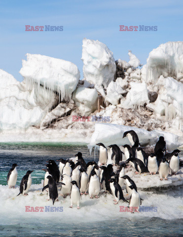 Pingwiny surfują po lodzie