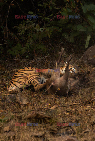 Tygrysica atakuje dzika