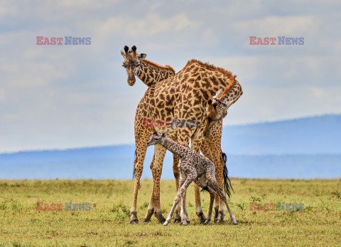 Nowo narodzona żyrafa z dorosłymi