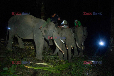 Poszukiwania zaginionych słoni