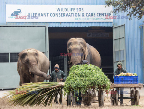 Szpital i SPA dla maltretowanych słoni