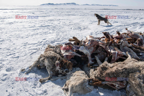 Tej zimy zginęło w Mongolii ponad 2 miliony zwierząt gospodarskich