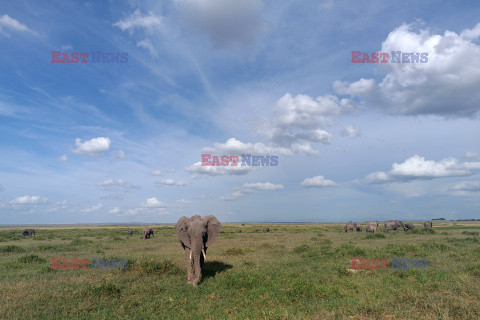 Kenia, Park Narodowy Amboseli