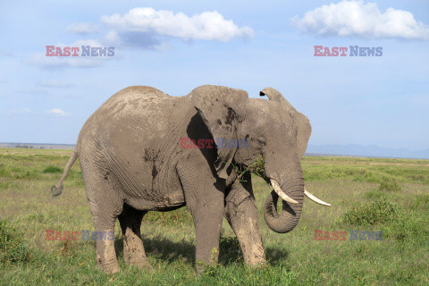 Kenia, Park Narodowy Amboseli