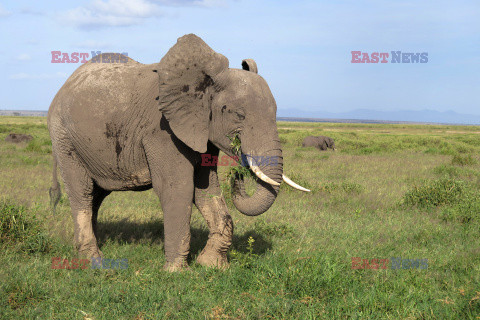 Kenia, Park Narodowy Amboseli